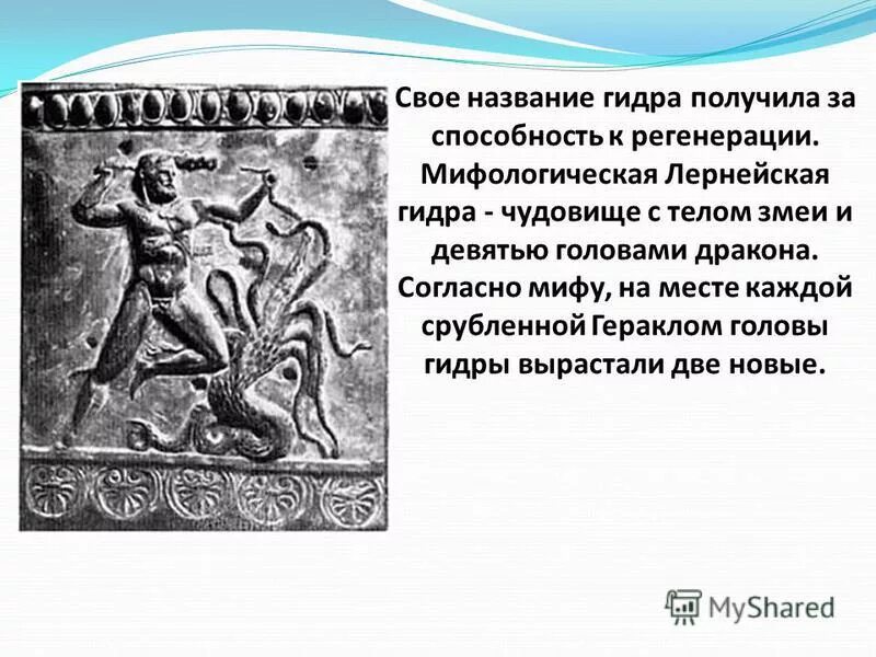 римское имя лернейской гидры. лернейская гидра. римское имя лернейской гидры. лернейская гидра подвиг геракла рисунок. 12 подвигов геракла мифы древней греции список.