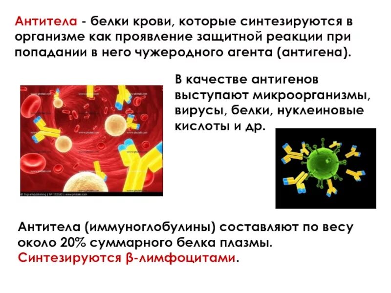 Что такое антитела в крови