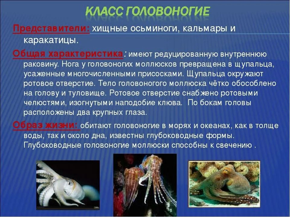 Головоногие кратко. Класс головоногие моллюски общая характеристика. головоногие моллюски общая характеристика 7 класс. характеристика класса головоногие моллюски 7 класс. характеристик аголвооногих молдсков.