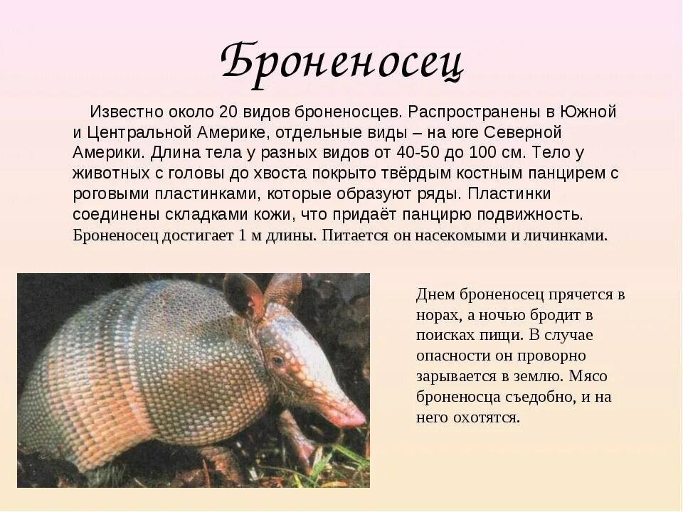 Проект по окружающему миру про зверь броненосец Проект по окружающему миру про зверь броненосец