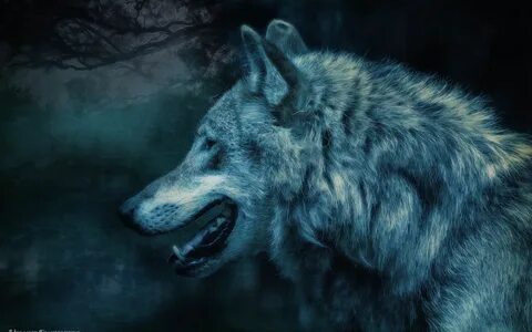 Night wolves