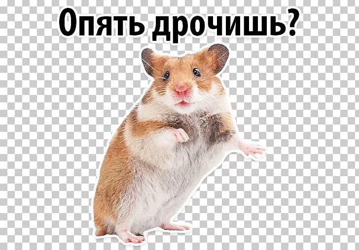 Опять Дрочить Что Ли