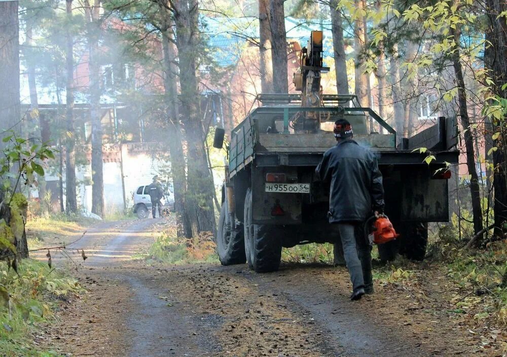 Воровство леса. Воруют лес. лесоруб бердск. муп городские леса.