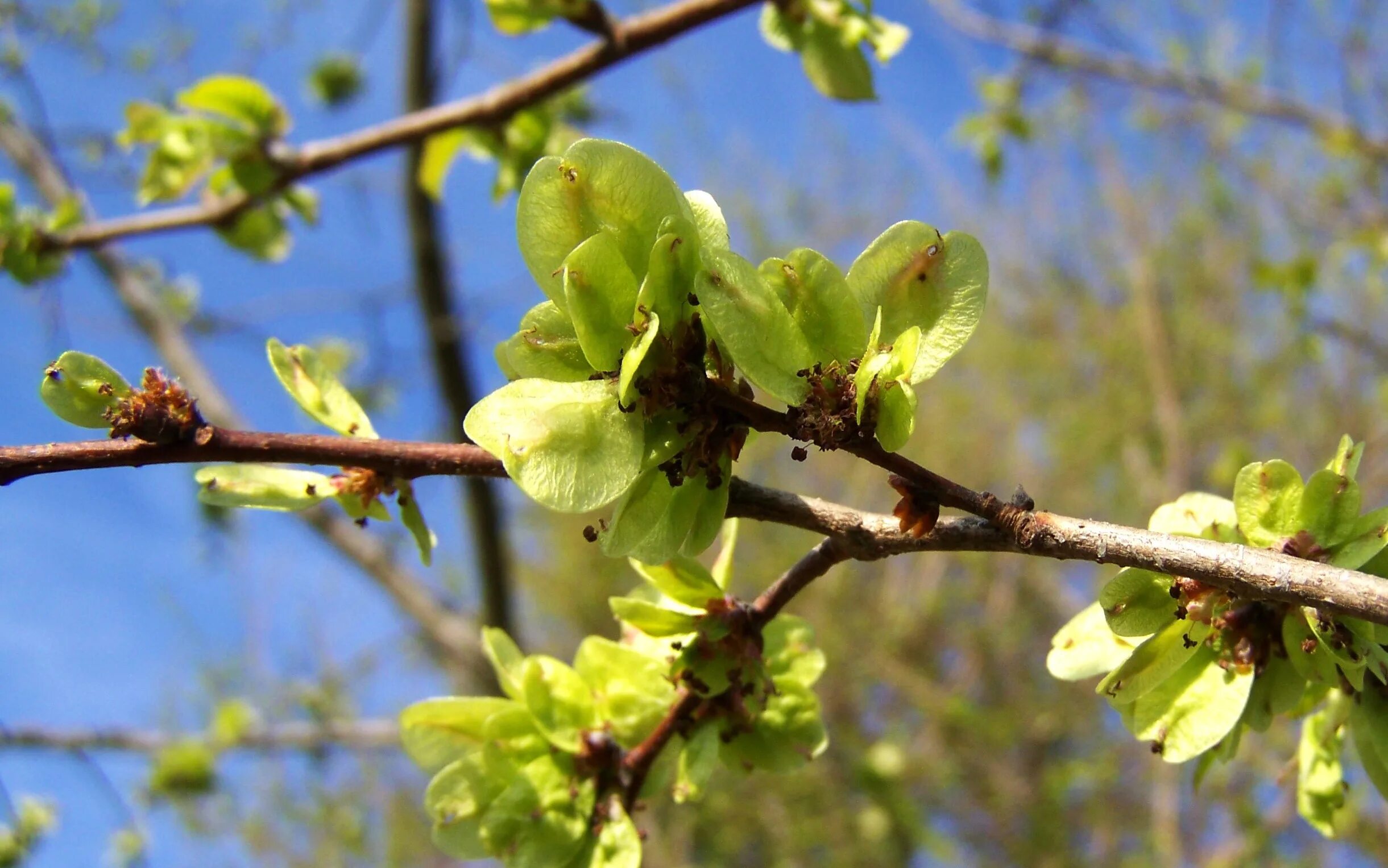 Как появились деревья. Ulmus procera. Вяз мелколистный цветет. Карагач дерево цветет. Ильм дерево цветет.