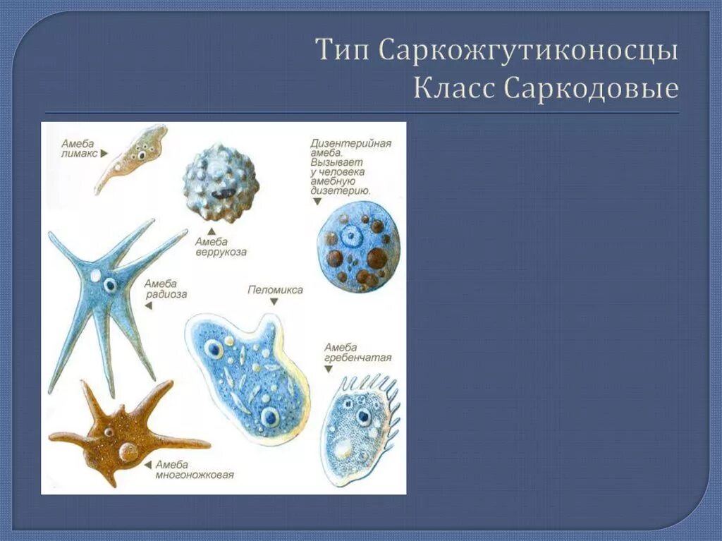 Саркожгутиконосцы класс Саркодовые. Тип Саркожгутиконосцы класс Саркодовые. Тип Саркожгутиконосцы класс Саркодовые (корненожки). Тип Саркожгутиконосцы 8 класс биология.