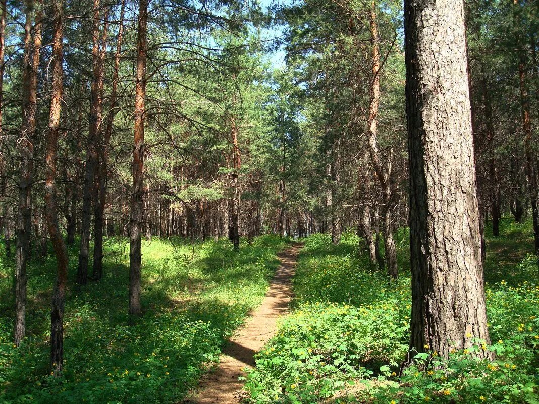 Село хвойный. Сосновый Бор Тольятти лес. Бузулукский Бор Самарская область. Бузулукский Бор Самарская область лес. Сосновый Бор Борский район Самарская.