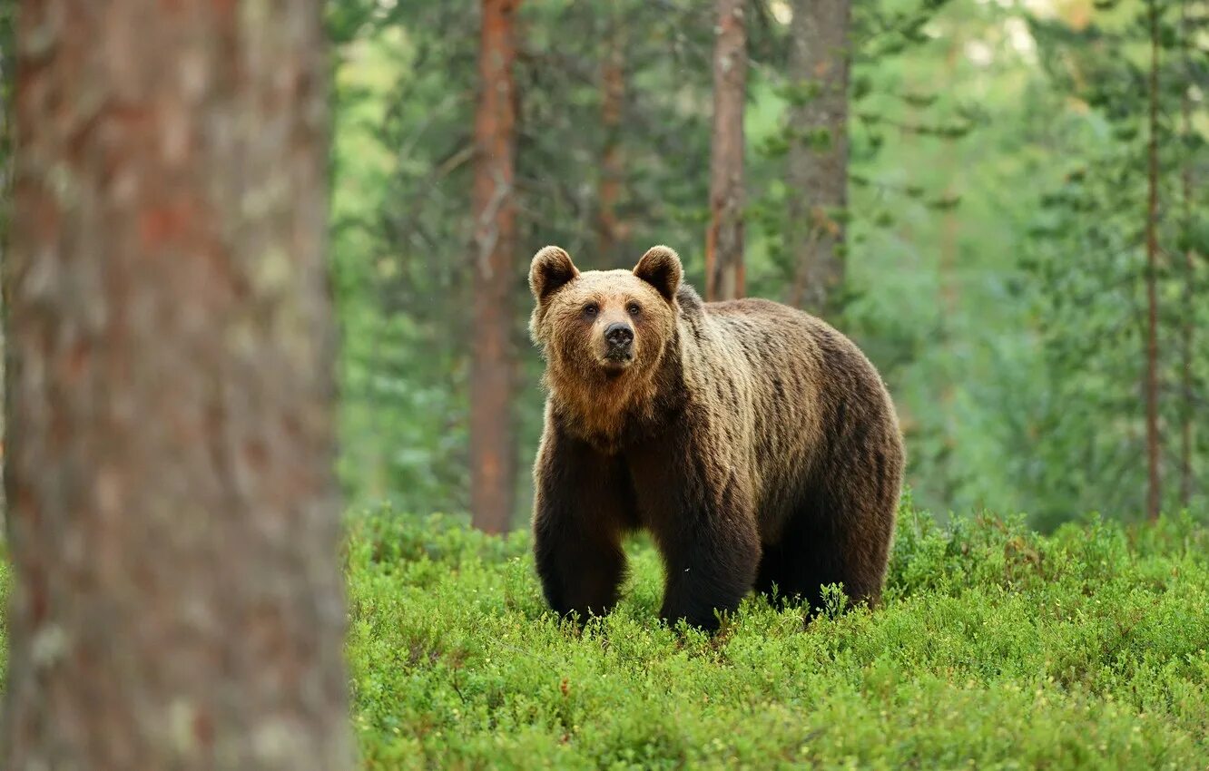 В лесу живет бурый медведь. Широколиственные леса бурый медведь. Животные тайги бурый медведь. Животные тайги бурый медведь. Широколиственные леса бурый медведь.