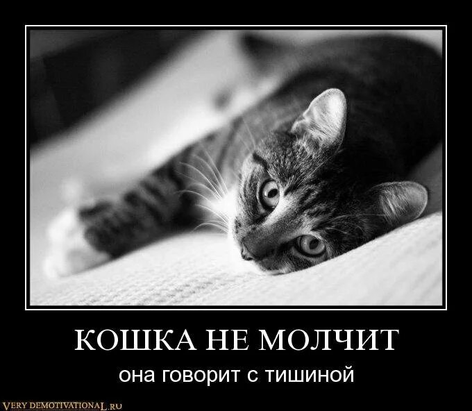 Не молчите говорите правду. Кошка молчит. Молчи котики. Кот тишина. Котик молчит картинка.