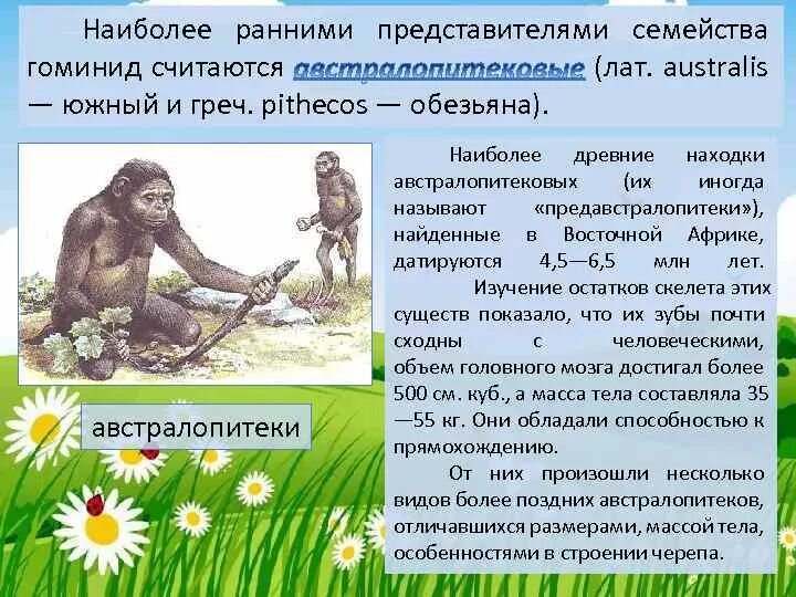Семейство гоминиды. Первый представитель семейства гоминид. Первый представитель семейства гоминид. Первый представитель семейства гоминид. Человекообразные обезьяны австралопитеки.