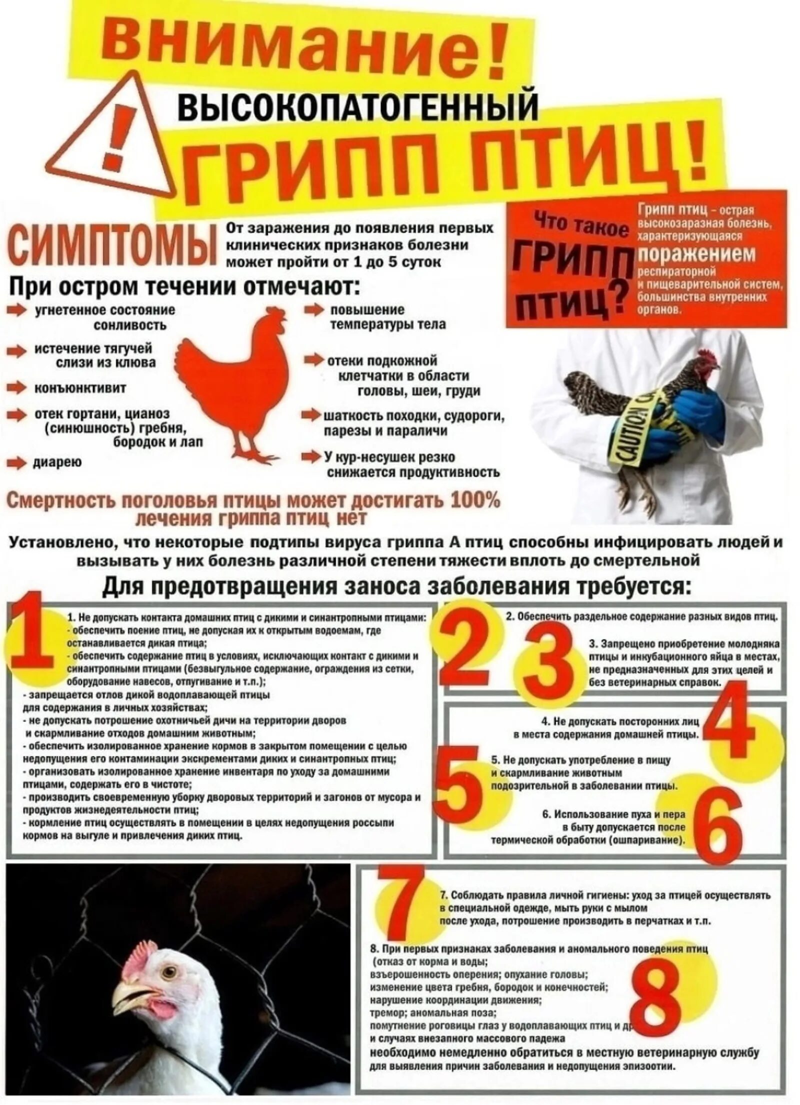 Птичий гриб. Памятки по высокопатогенному гриппу птиц. Памятка населению по профилактике высокопатогенного гриппа птиц. Грипп птиц памятка для населения. Птичий грипп памятка.