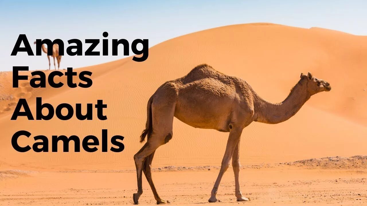 The camel was very thirsty. Facts about Camels. About Camel. 10 Интереснейших фактов о верблюдах. Камел спешал.