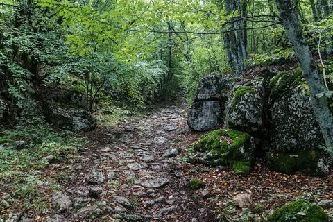 Тропа паласса