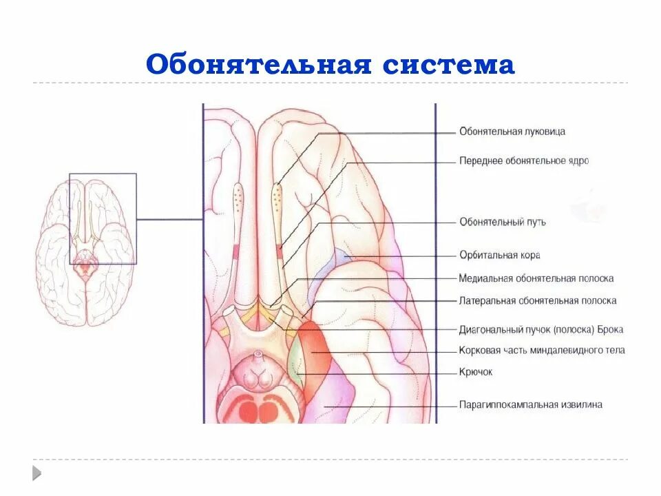 Обонятельный тракт анатомия. Латеральная обонятельная полоска. Медиальная и латеральная обонятельные полоски. Обонятельный треугольник.