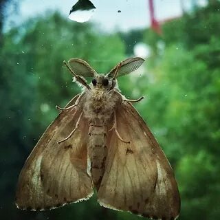 Мотыльки тайгой