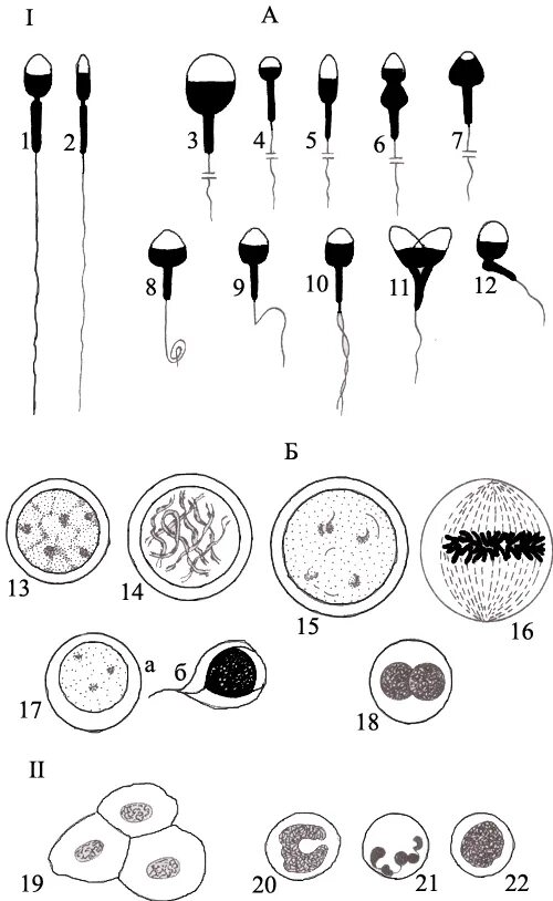 1 половые клетки мужские. Клеточный состав семенной жидкости эякулята. Спермограмма клетки сперматогенеза. Клеточный состав эякулята. Круглые клетки спермограмма.