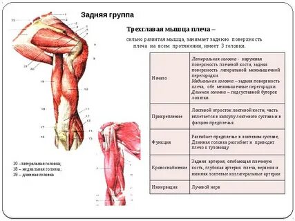 Длинная трехглавая мышца плеча