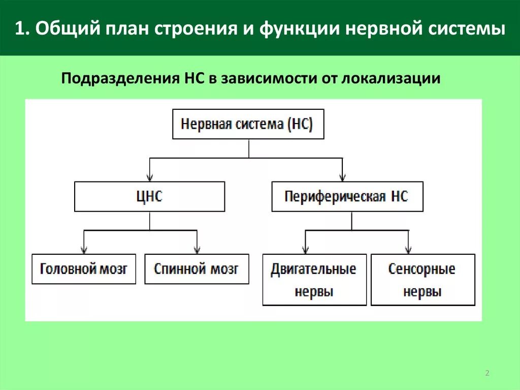 Подразделения нервной системы. Общий план строения нервной системы схема. Общий план строения и функции нервной. Основной план строения нервной системы. Общий план строения ЦНС.