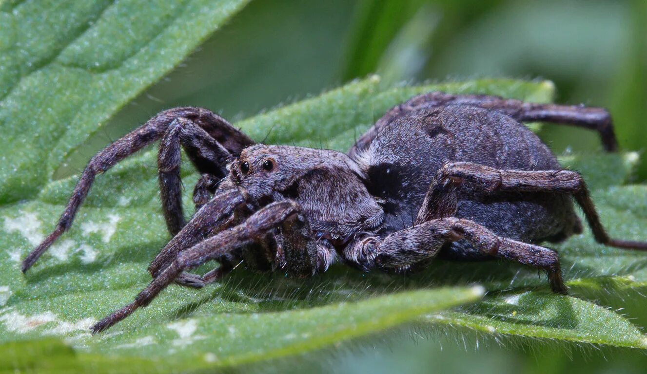 Пауки волки – Lycosidae. Паук волк. Каролинский паук-волк. Даурский паук волк. Пауки волки опасен ли для человека