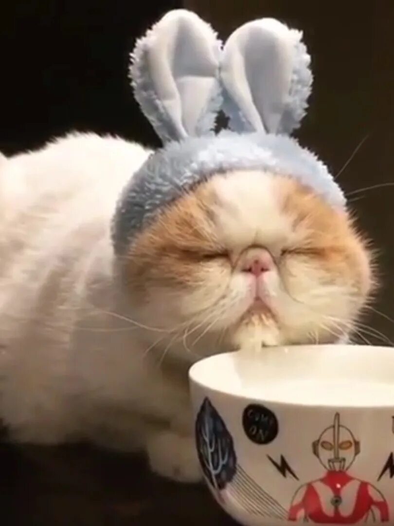 Котик доброе утро видео. Доброе утро животные смешные. веселые утренние коты. смешные утренние котики. с утром веселые кот.