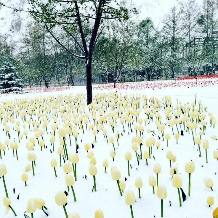 Spring snow перевод. Spring snow. pictures tulips in snow.