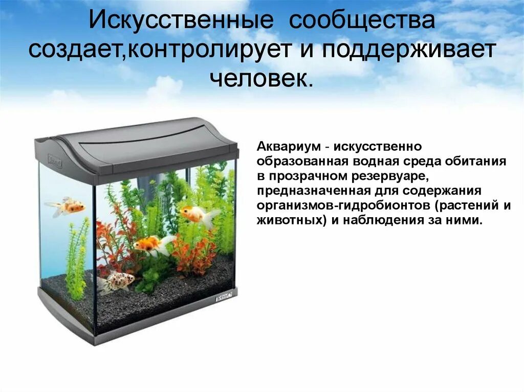 Сообщества созданные человеком. Искусственные сообщества.