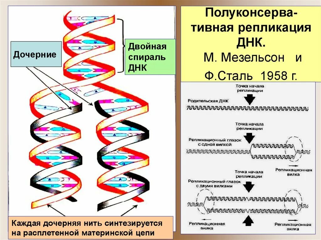 Начала репликации