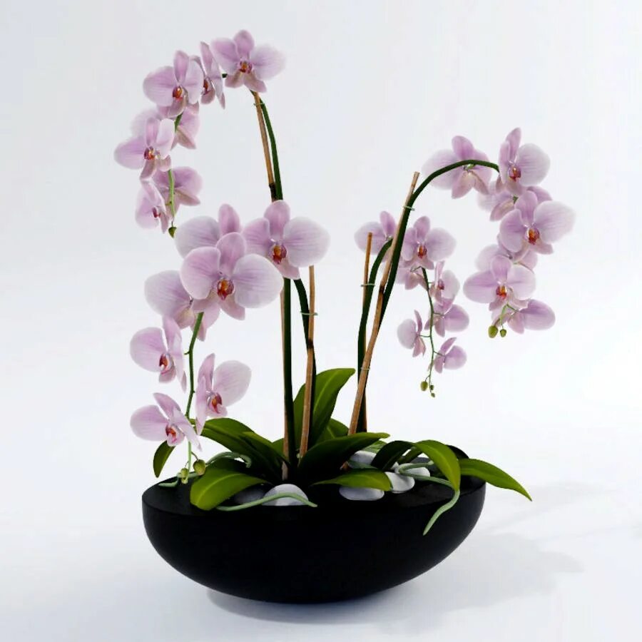 Орхидея 3. Tropic wandai end fc3r орхидея. Фаленопсис 3д модель. Текстура орхидеи для три д макс. Орхидея 3gl-213.