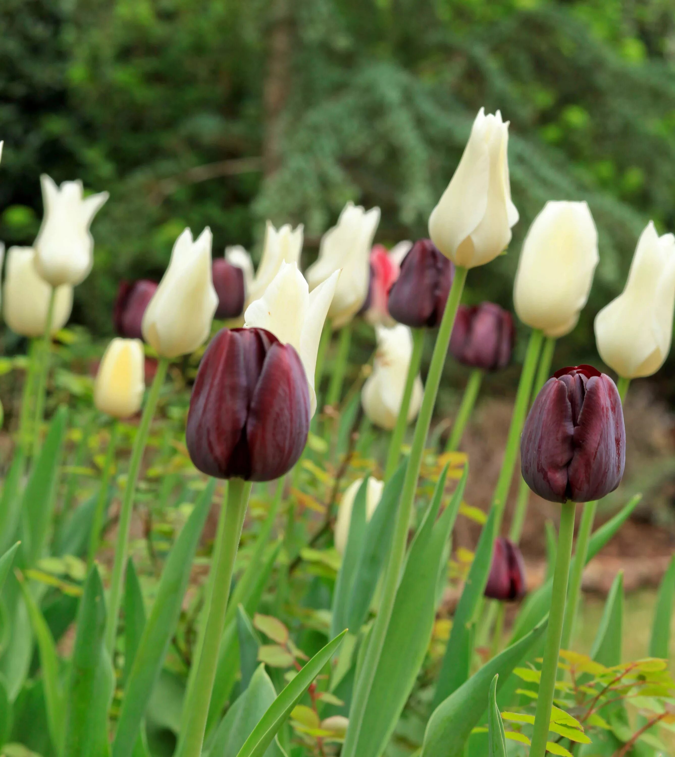 Квин оф найт. Тюльпан куин оф найт. тюльпан маурин. queen of night тюльпан. tulipa queen of night тюльпан куин оф найт.