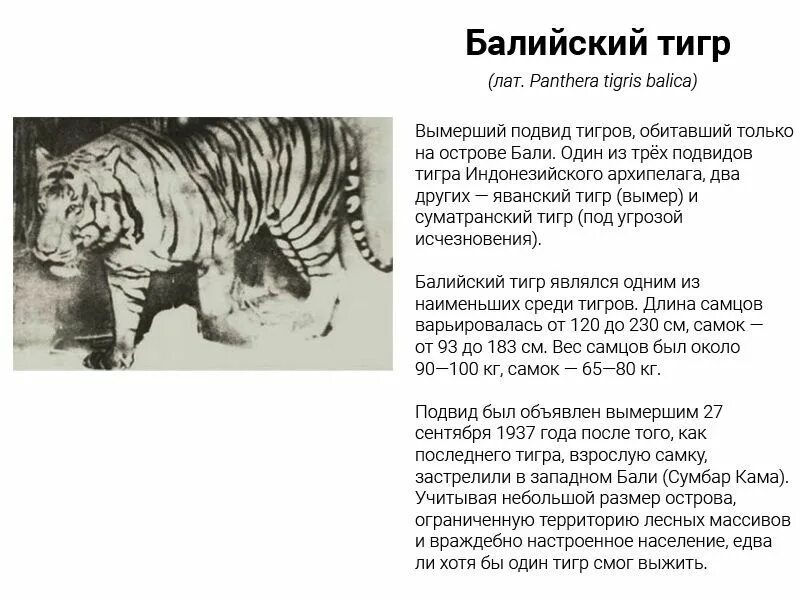 Тигр сколько килограмм. Краткое описание туранский тигр. туранский тигр причина вымирания. туранский тигр причина исчезновения. каспийский тигр и амурский тигр.