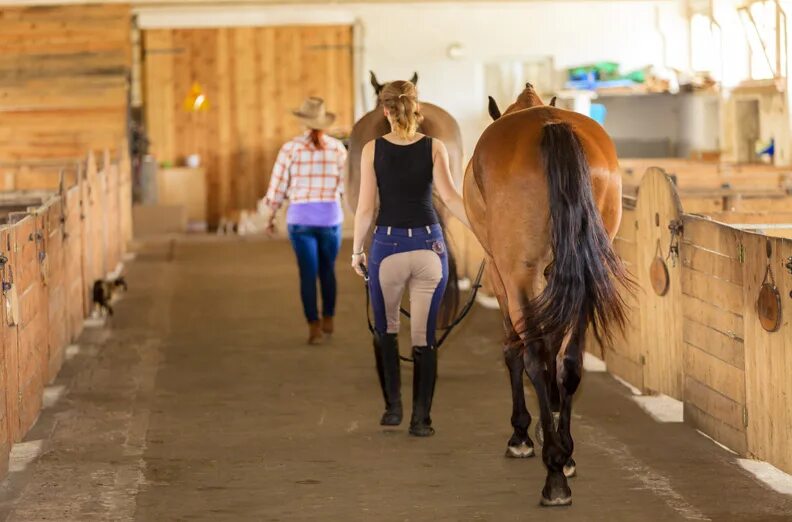 Кск воронцово манеж. Лошади в деревенском стиле. Девушка в коровнике. Воронцово конный клуб. Какую лошадь завести.