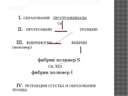 Образование протромбина образование тромба образование фибрина
