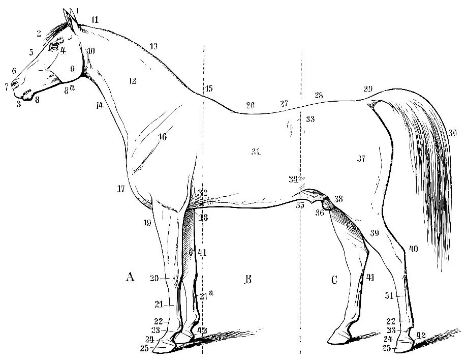 Анатомия лошади. Стати экстерьера лошади. Части тела лошади. Строение лошади для рисования. Телосложение лошади 5 букв