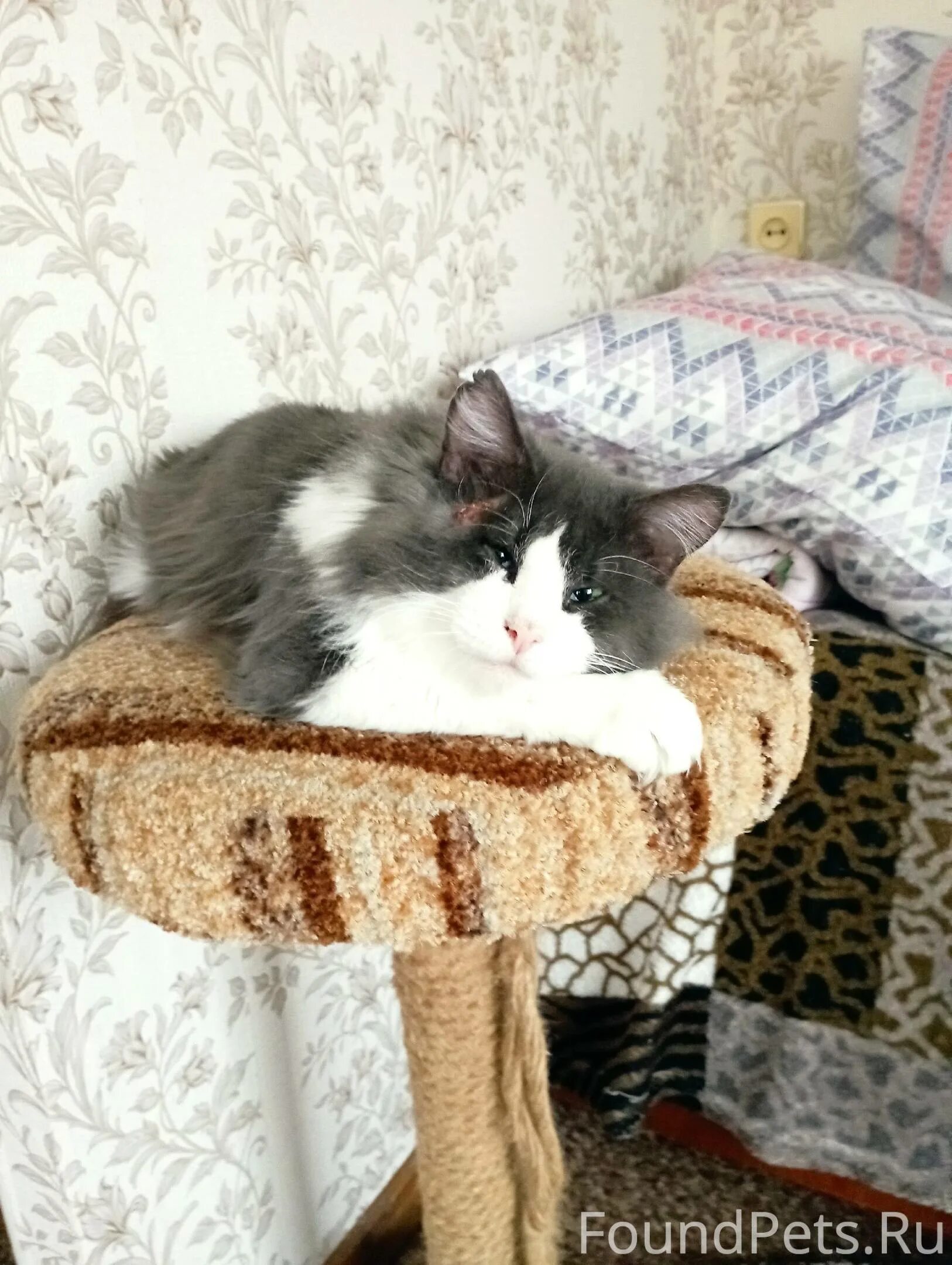 Котенка зовут пушок. Котенка зовут пушок