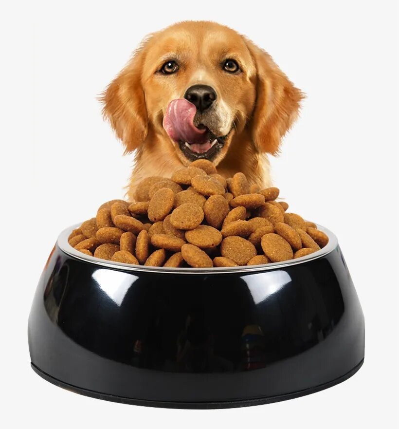 Dog bowls. Dog bowl. dog bowl transparent. large dog bowl?. dog bowl выражение.