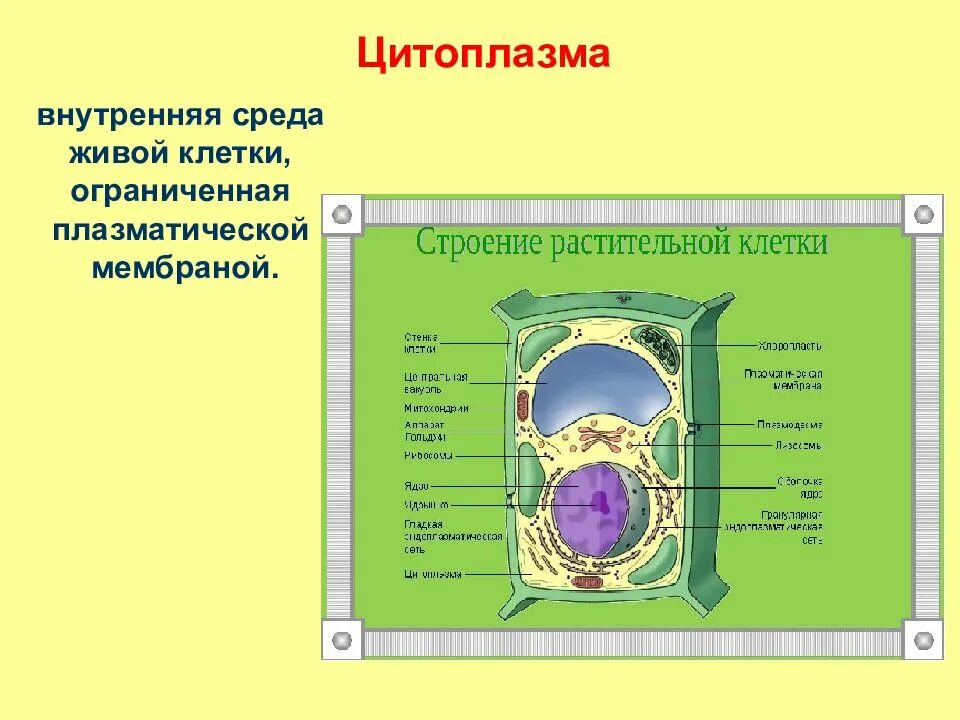 Где располагается цитоплазма. Структура клетки растения цитоплазма. мембрана и цитоплазма в клетке растения. строение цитоплазматической мембраны растительной клетки. цитоплазма растительной клетки строение и функции.