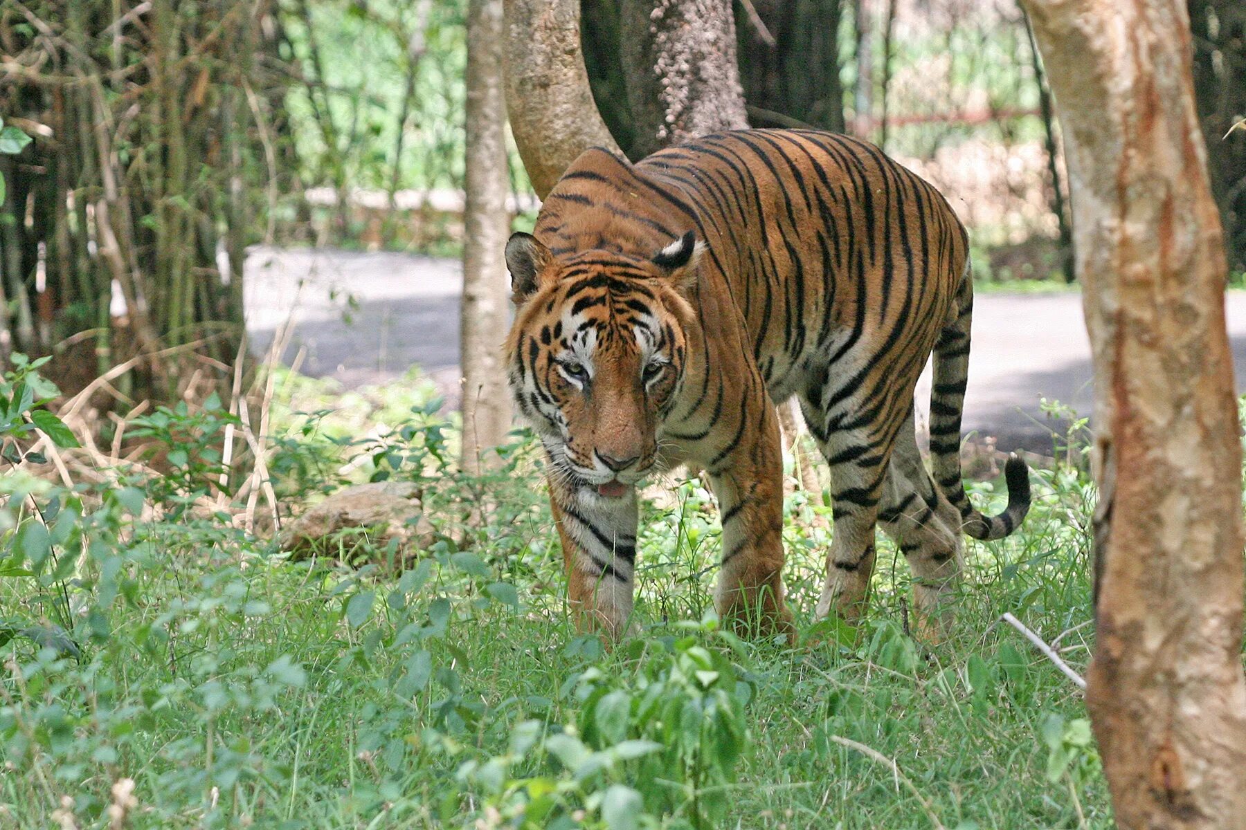 Какая длина тигра. Бенгальский тигр. Бенгал Тайгер. Бенгальский тигр Индия. Бенгальский тигр 1959.
