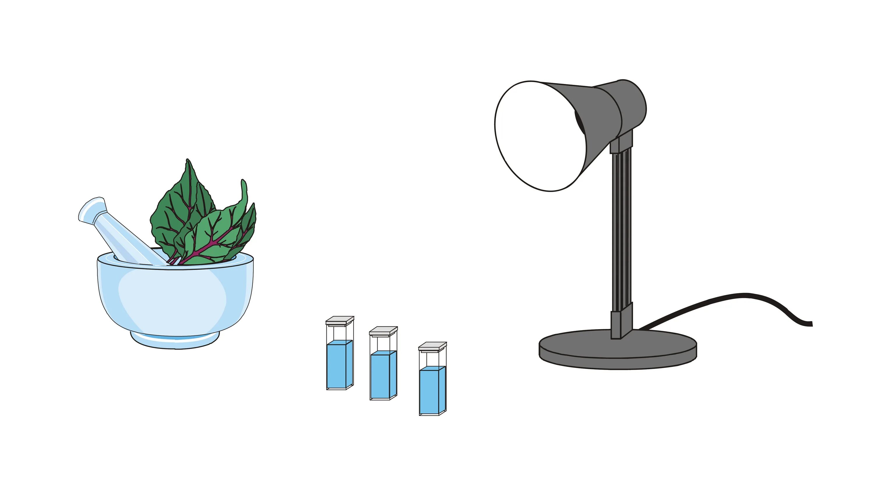 Эксперимент с датчиком растения. Эксперимент с датчиком растения. Научный эксперимент с растениями. Опыт растения пьют воду. Опыты с домашними растениями.