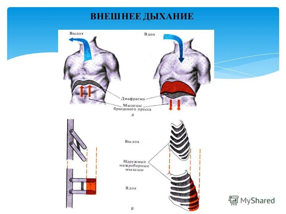 система вдоха. система вдоха. механизм вдоха и выдоха схема. физиология дыхательной системы. дыхательная система анатомия.