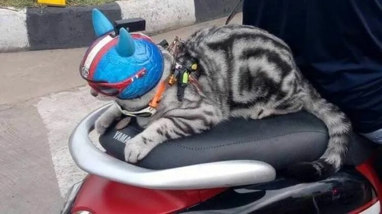 Коты ездят. Кот на мотоцикле. Кот в каске на мотоцикле. Кот в шлеме. Котик мотик.