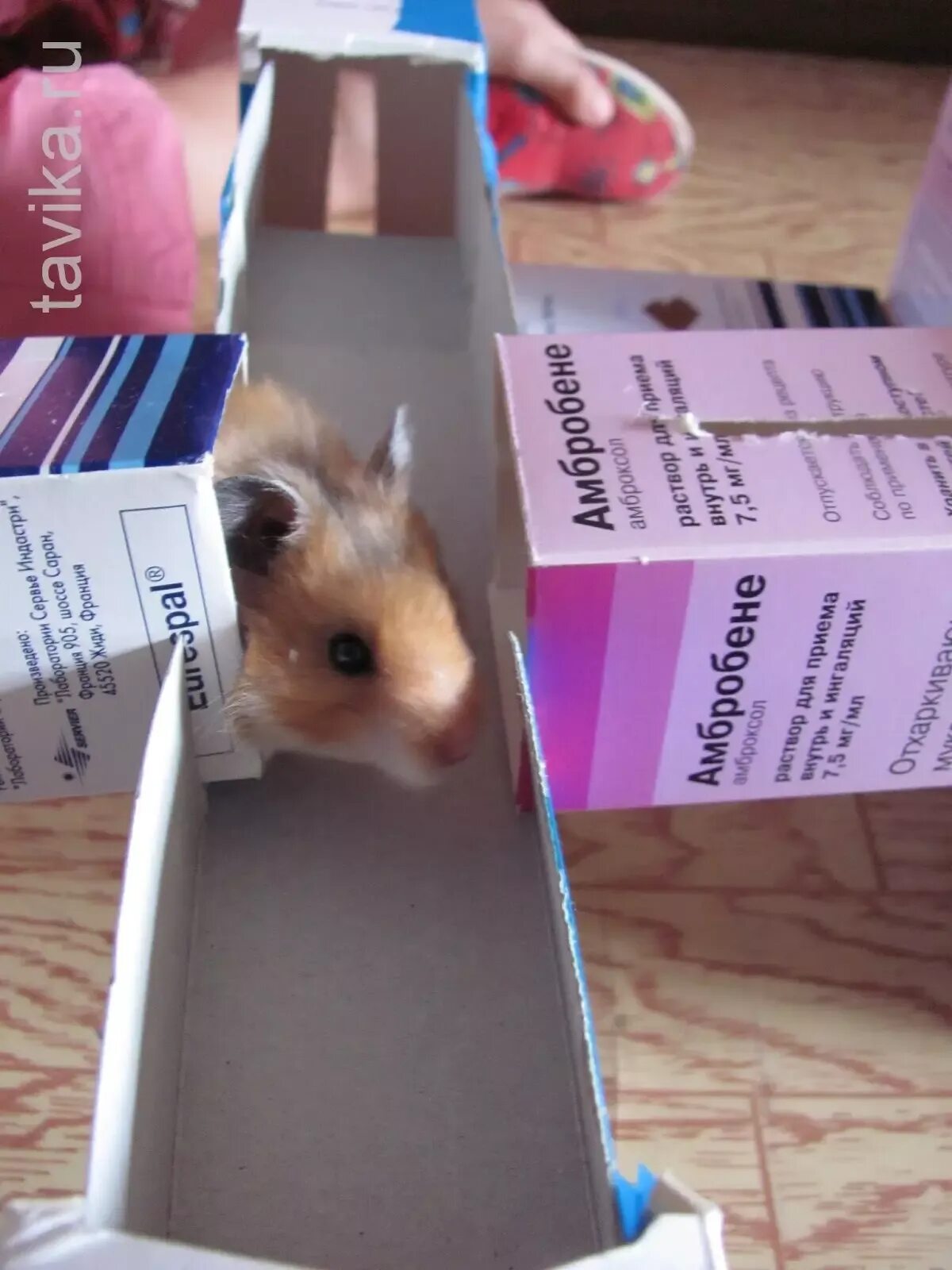 Хамстер ливе. Детеныши ангорского хомяка. Х hamster. M. Хамстер 24.