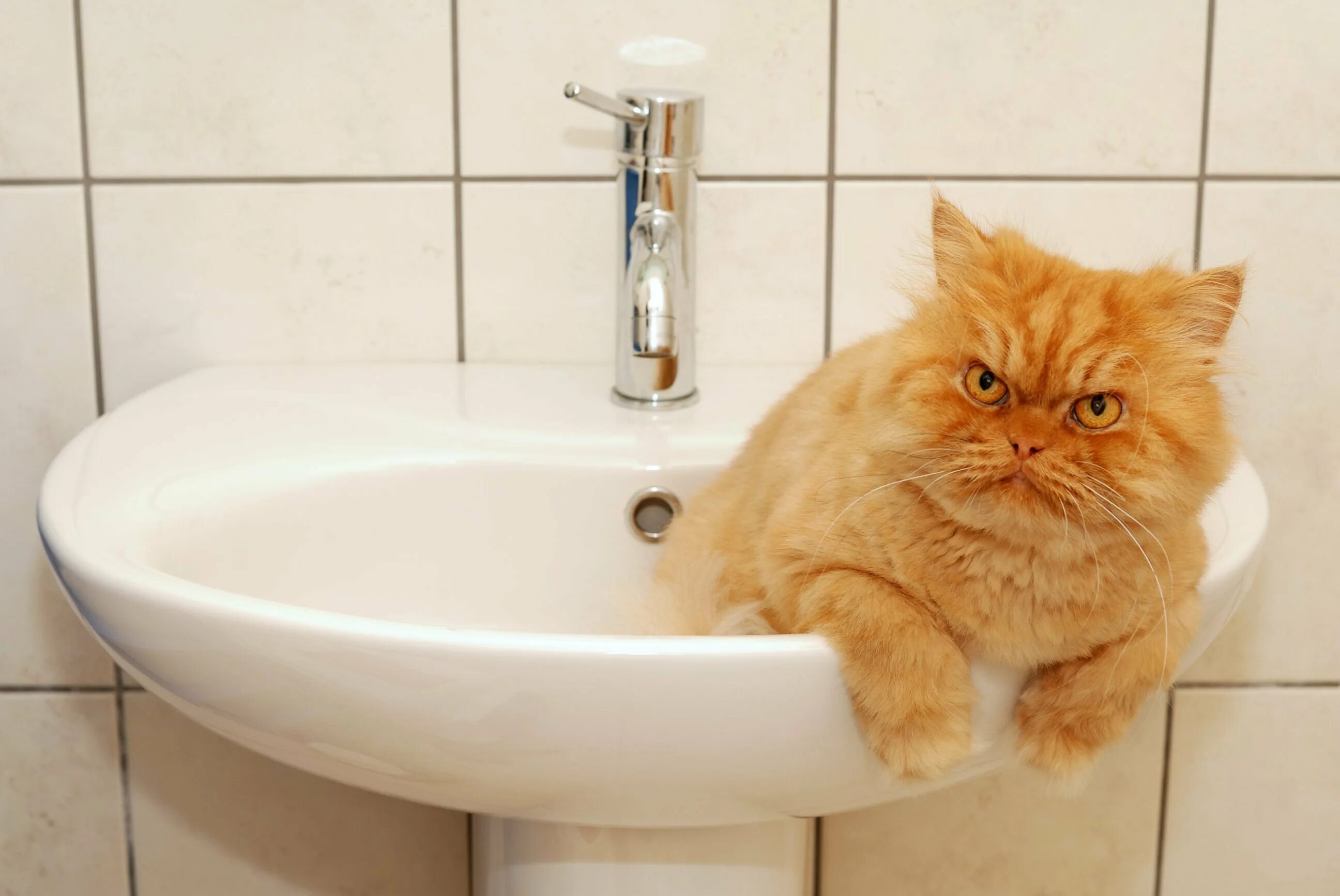 Кот и кран. Коты в раковине. Котик в умывальнике. Кот и кран с водой.