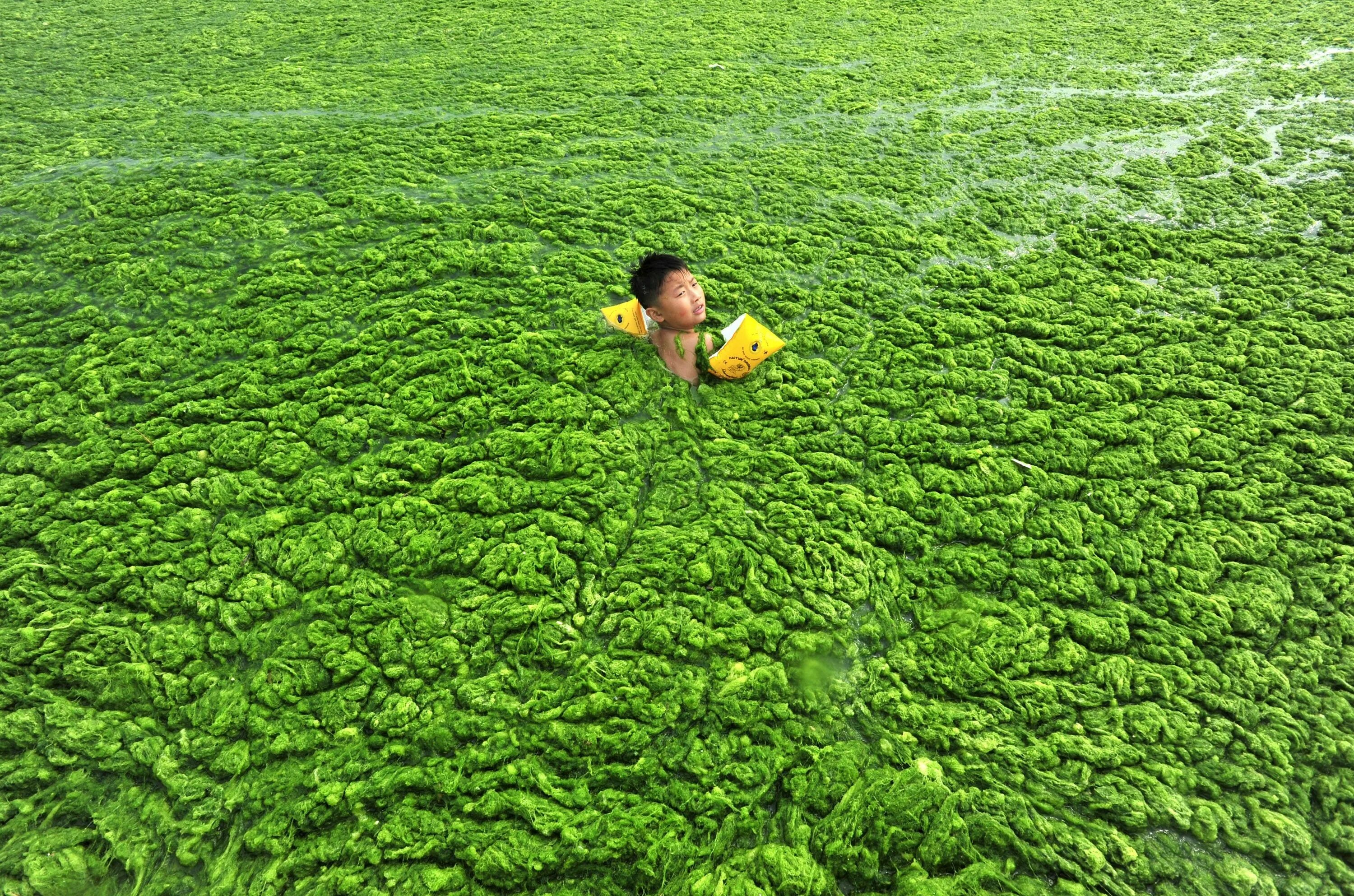 Как называется зеленая вода