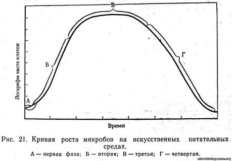 График бактерии