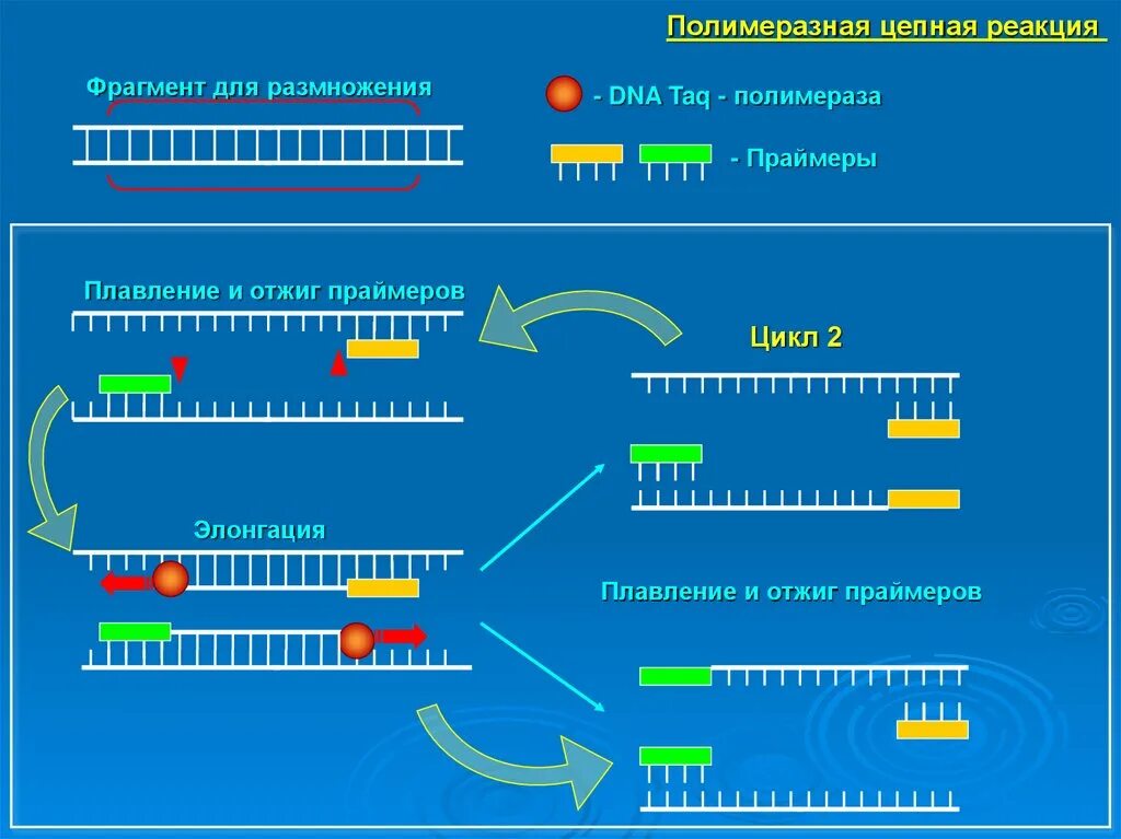 Полимеразная цепная реакция результат. Полимеразная цепная реакция. Полимеразная цепная реакция этапы. Полимеразная цепная реакция (ПЦР). Механизм проведения полимеразной цепной реакции.