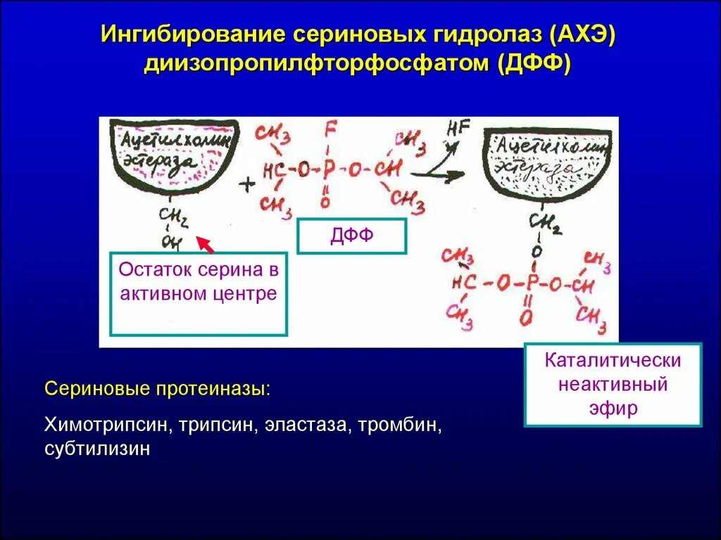 Ингибиторы Ахэ. Реакция ингибирования ацетилхолинэстеразы ДФФ. Активный центр Ахэ. Диизопропилфторфосфат ингибирует.