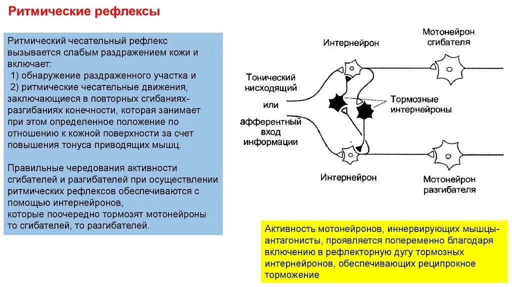 Рефлексы цена. Схема перистальтического рефлекса. Ритмические рефлексы спинного мозга. Ритмичный рефлекс. Чесательный рефлекс физиология.