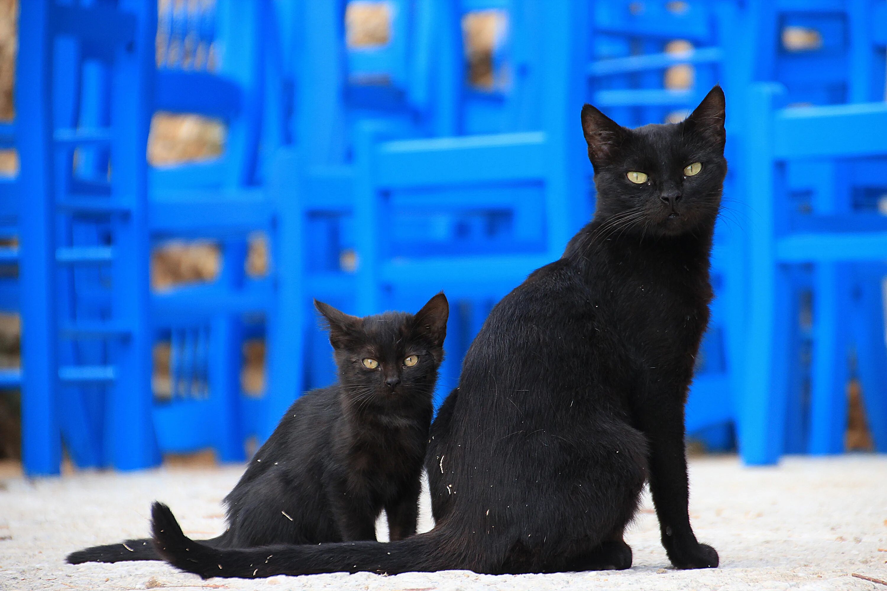 Черный кот предложение. Бомбейская кошка. черная кошка. черные коты. черная беспородная кошка.