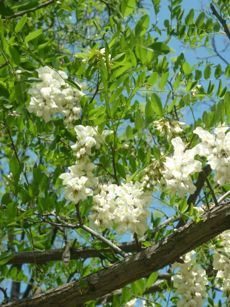 Акация белая кустарник. Акация беловатая. Акация белая куст. Купить акация дерево