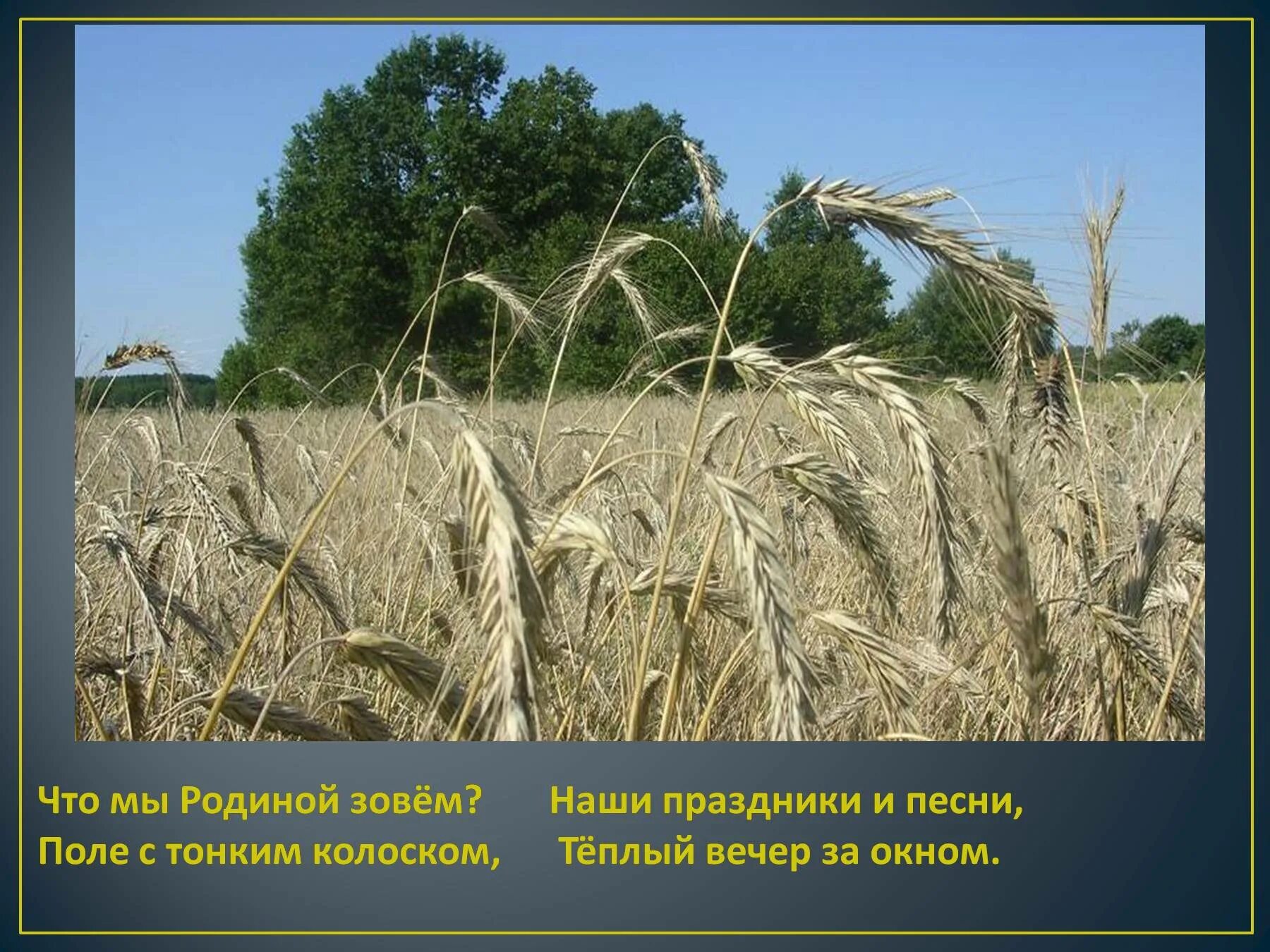 Родина. Поле с тонким колоском. Что мы родиной зовем поле с тонким колоском. Презентация что мы родиной зовем. Родина из чего же вырастает