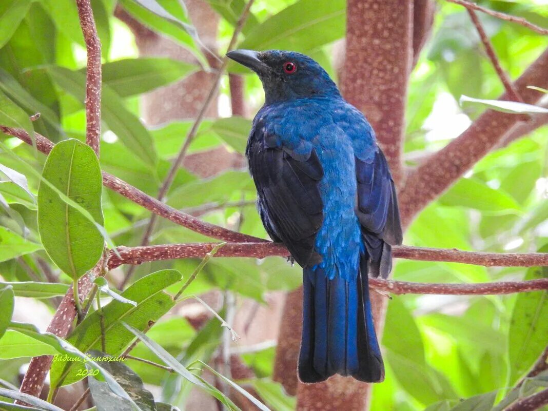 Птицы шри ланки. Птицы Шри Ланки синяя. Синяя птица на Шри Ланке. Голубая птица Шри Ланка. Скворец великолепный.